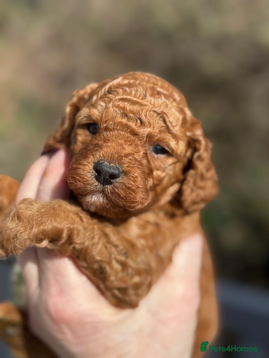 Cavapoo dogs for sale: Absolutely stunning F1b Cavapoo pups  - Advert 15