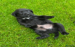 Labrador Retriever dogs for sale: Beautiful Labrador Puppies – 5 Girls & 3 Boys - Image 22