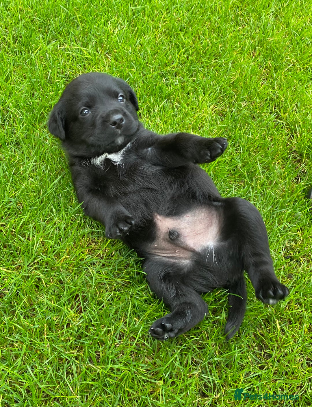 Labrador Retriever dogs for sale: Beautiful Labrador Puppies – 5 Girls & 3 Boys - Image 22