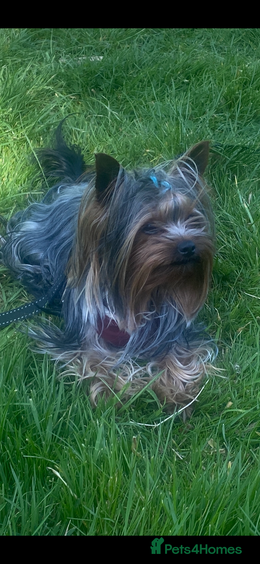 Yorkshire Terrier dogs KC registered Yorkshire Terrier Stud dog  in Manchester - Advert 7