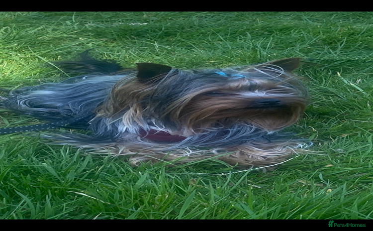 Yorkshire Terrier dogs in Manchester - Advert 1