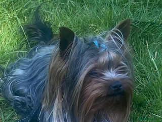 Yorkshire Terrier dogs in Manchester - Advert 1