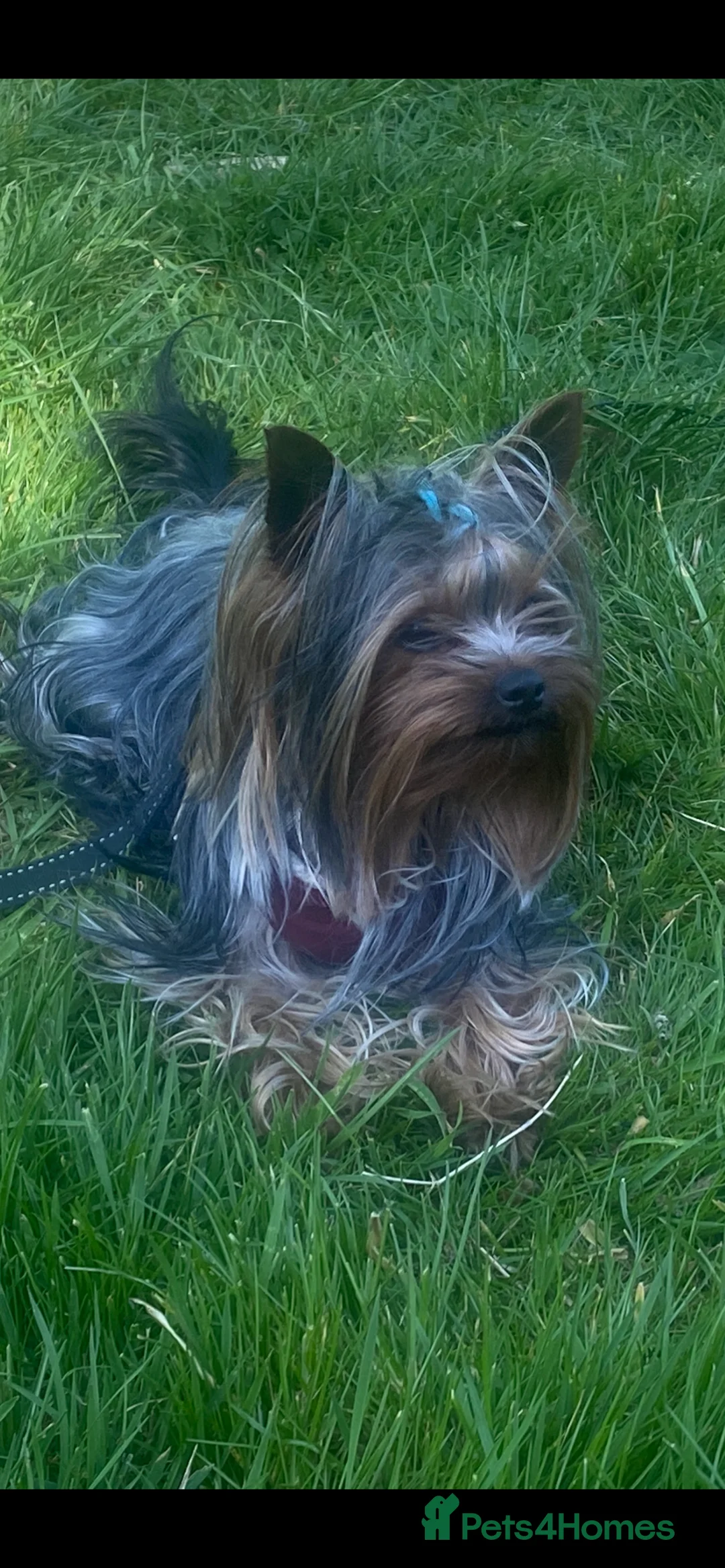 Yorkshire Terrier dogs for stud: KC registered Yorkshire Terrier Stud dog  in Manchester - Advert 1