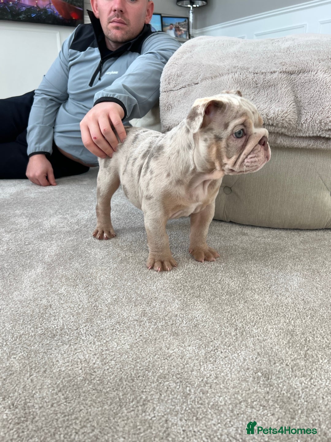 English Bulldog dogs for sale: Beautiful Female Merle English Bulldog Puppy - Advert 6