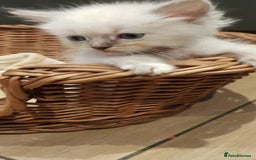 Siberian cats for sale: Hypoallergenic Siberian Neva Masquerade kittens. - Image 6