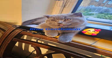 Scottish Fold cats - Advert 5