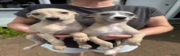 Whippet dogs for sale: Whippet puppies (2 girls remaining) - Advert 4