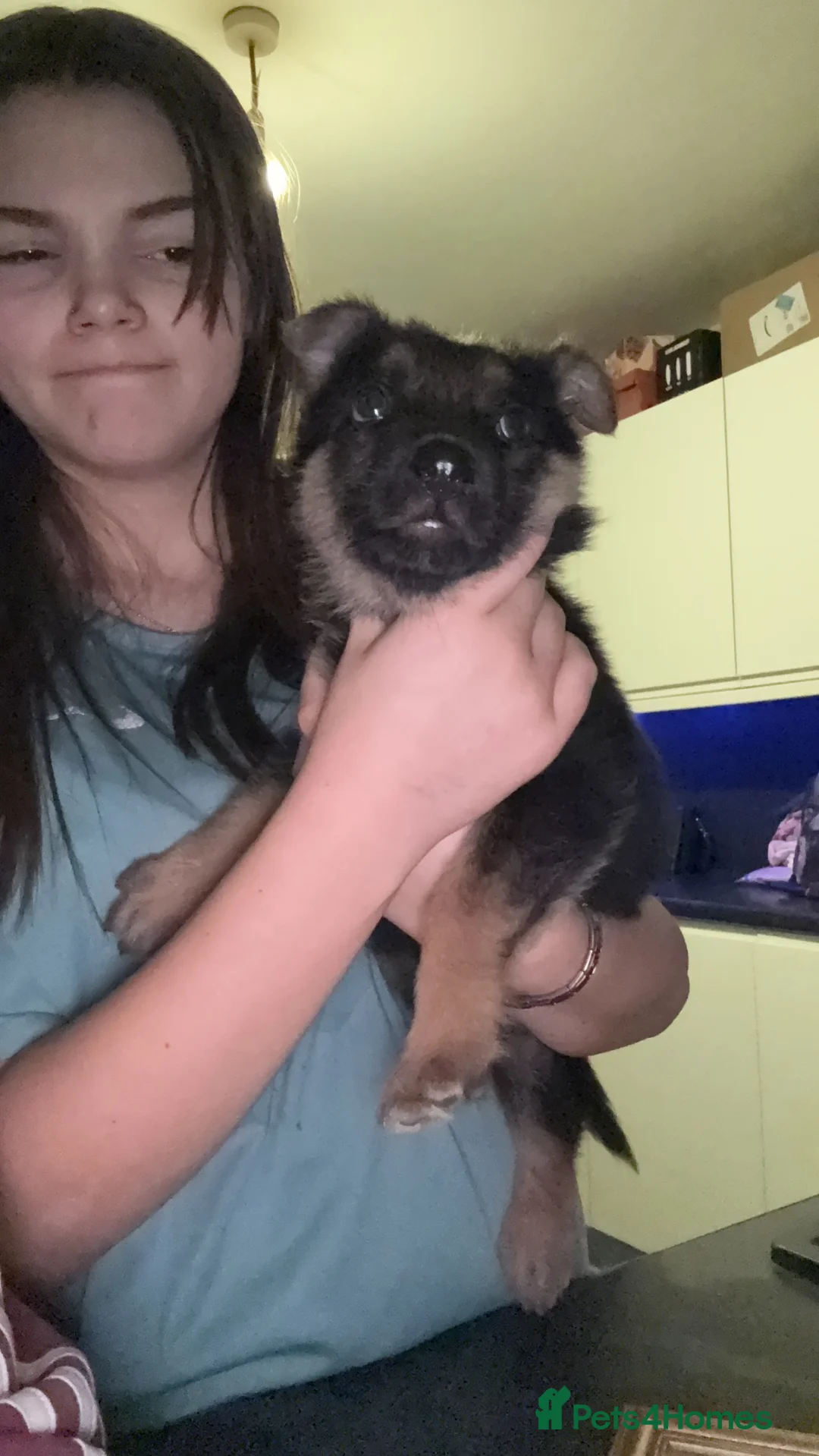 German Shepherd dogs for sale: 1 male  - Advert 2