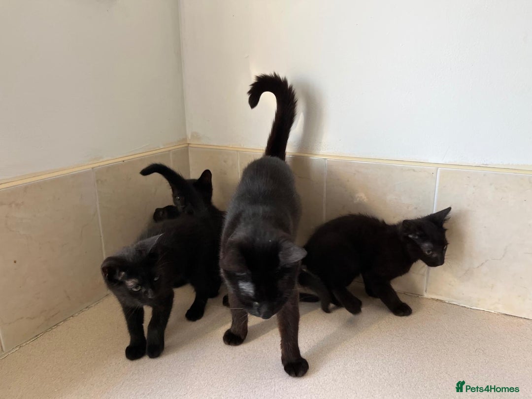 Mixed Breed cats for sale: Black Kittens For Sale  - Image 4