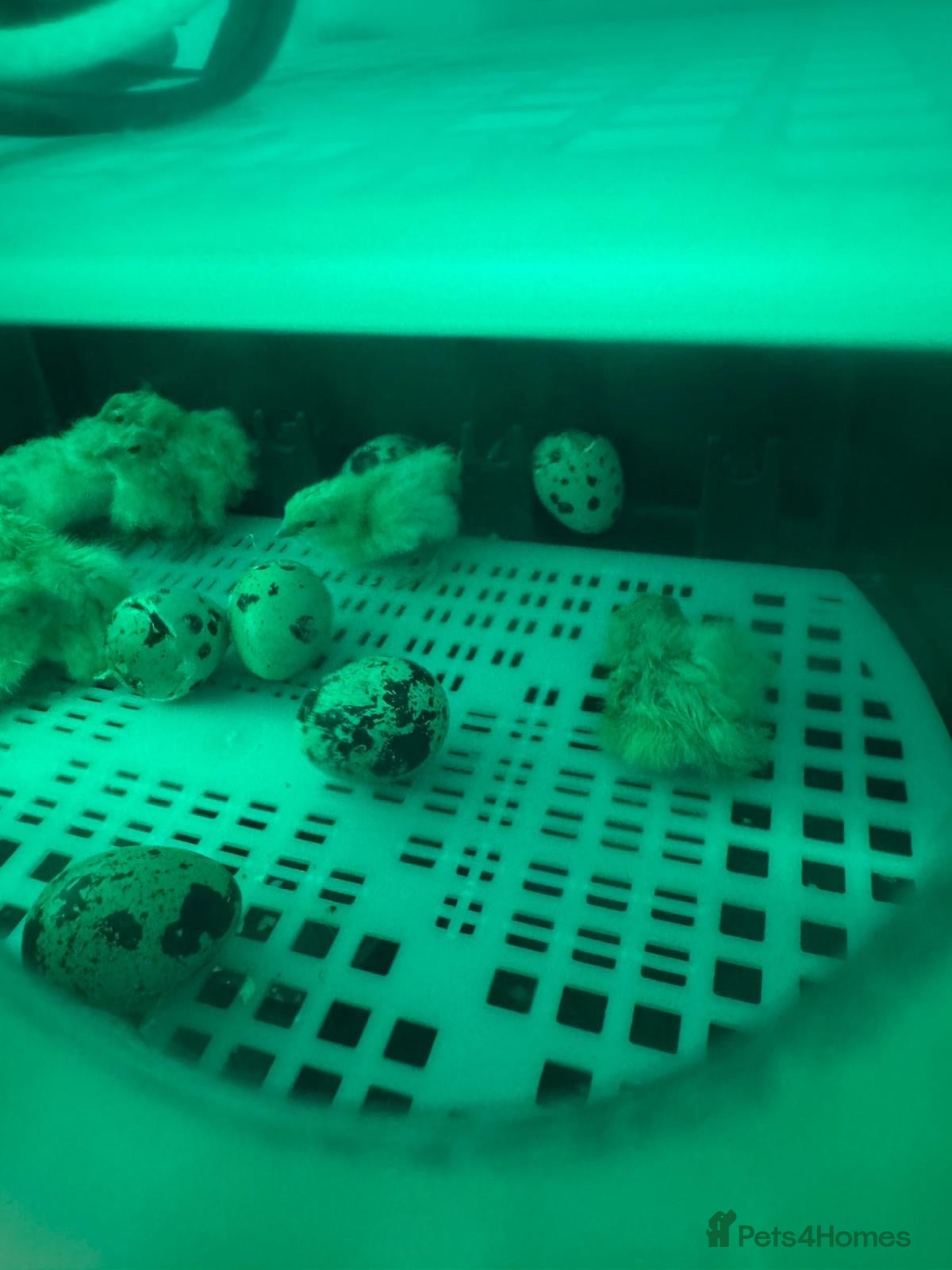 Quail poultry ** QUAIL CHICKS FOR SALE ** - Advert 1