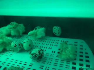 Quail poultry ** QUAIL CHICKS FOR SALE ** - Advert 1