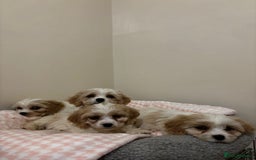 Cavachon dogs for sale: Cavachon Puppies  - Advert 23