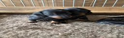 Miniature Dachshund dogs for sale: KC Registered Miniature Dachshund Puppies - Advert 14