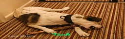 Mixed Breed dogs for adoption: Georgia & Tank, Available for adoption. - Advert 13