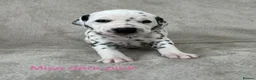Dalmatian dogs for sale: Beautiful litter of Dalmatian puppies  - Advert 15