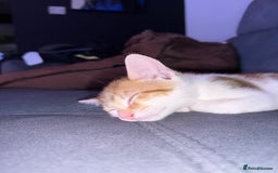 Domestic Shorthair cats for sale: Family-Raised Kittens, Friendly, Playful Ready Now - Image 16