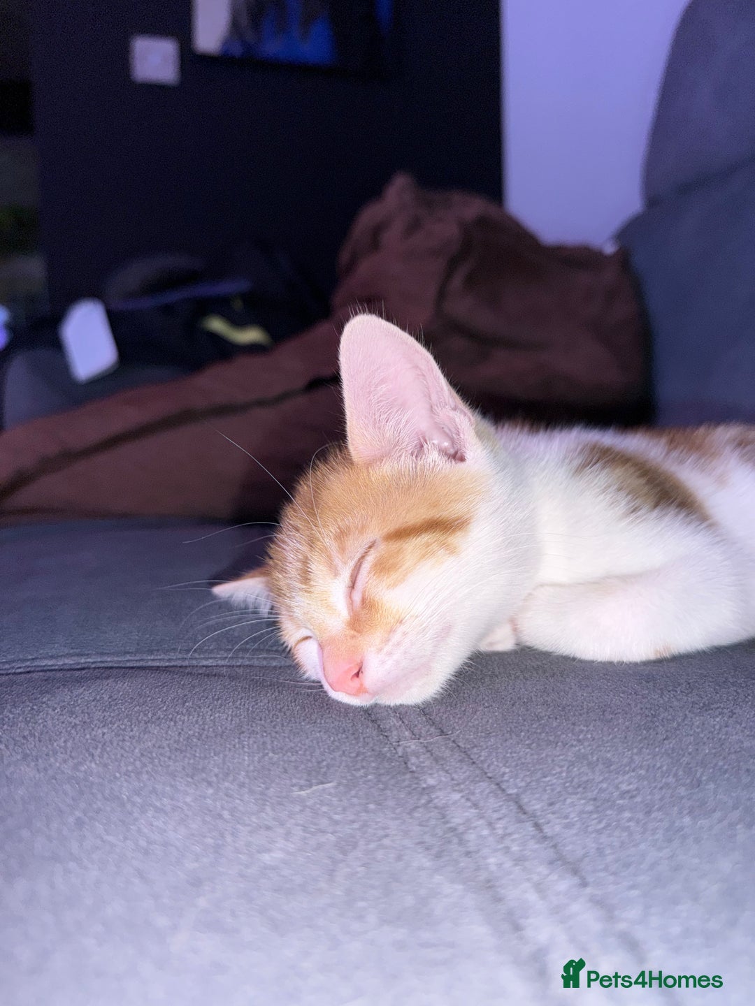 Domestic Shorthair cats for sale: Family-Raised Kittens, Friendly, Playful Ready Now - Image 16