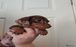 Miniature Dachshund dogs for sale: Kc miniature-dachshund pups - Image 8