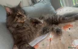Maine Coon cats for stud: HUGE TICA Active Championship male stud - Image 11