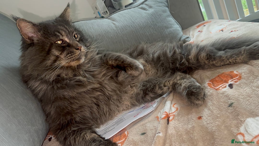 Maine Coon cats for stud: HUGE TICA Active Championship male stud - Image 11