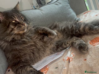 Maine Coon cats - Advert 7