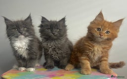 Maine Coon cats for sale: Beautiful Maine Coon x Ragdoll kittens 😻 - Image 1