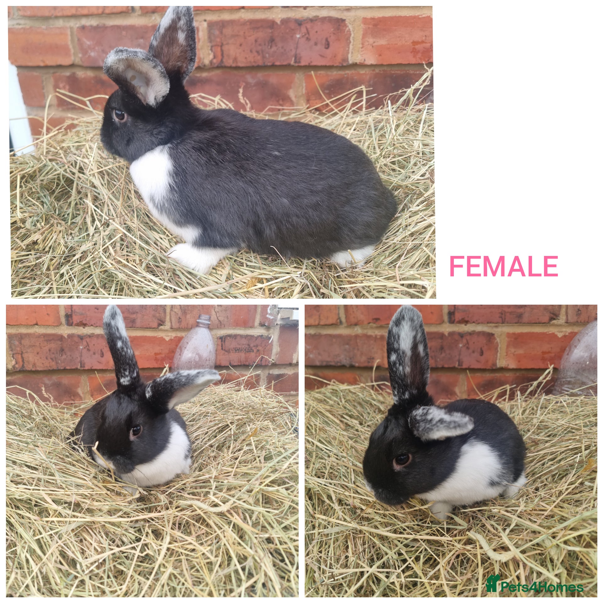 Mixed Breed rabbits Mini lop cross babies - Advert 6