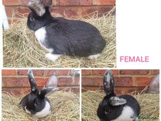 Mixed Breed rabbits Mini lop cross babies - Advert 5