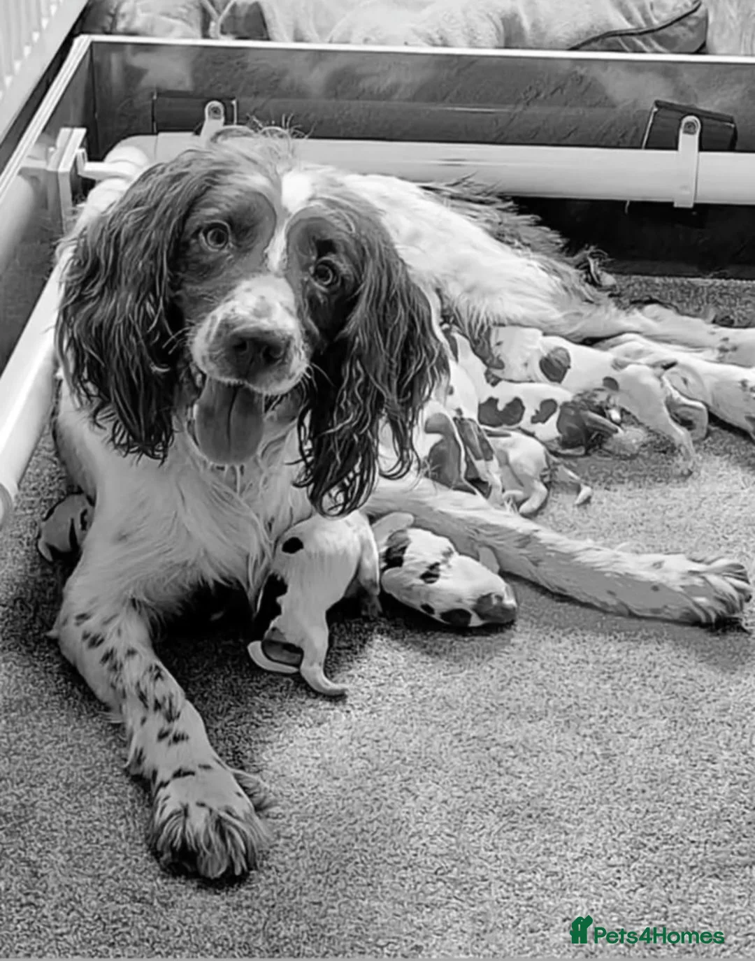 English Springer Spaniel dogs for sale: KC registered Springer Spaniel Puppies - Advert 4