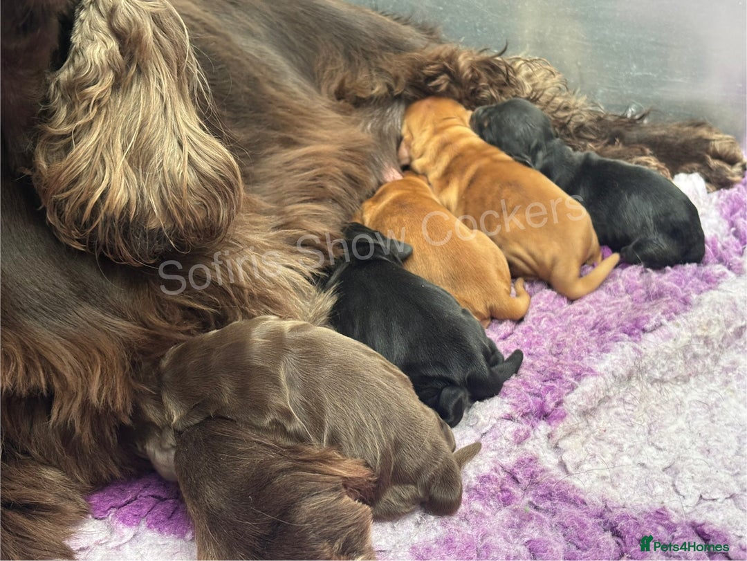 Cocker Spaniel dogs for sale: Waiting list for show litter due 27th sept - Image 13