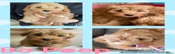Havapoo dogs for sale: READY NOW Gorgeous Rare Havapoo 3 LEFT  - Advert 10