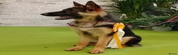 German Shepherd dogs for sale: Young German shepherd - Advert 4