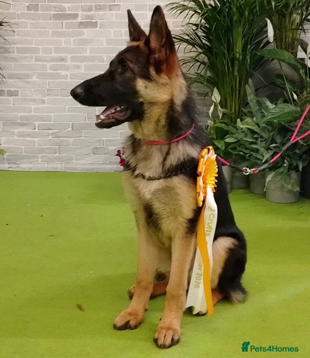 German Shepherd dogs for sale: Young German shepherd - Advert 4