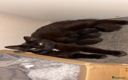 Domestic Shorthair cats for sale: 2 gorgeous kittens  - Image 5