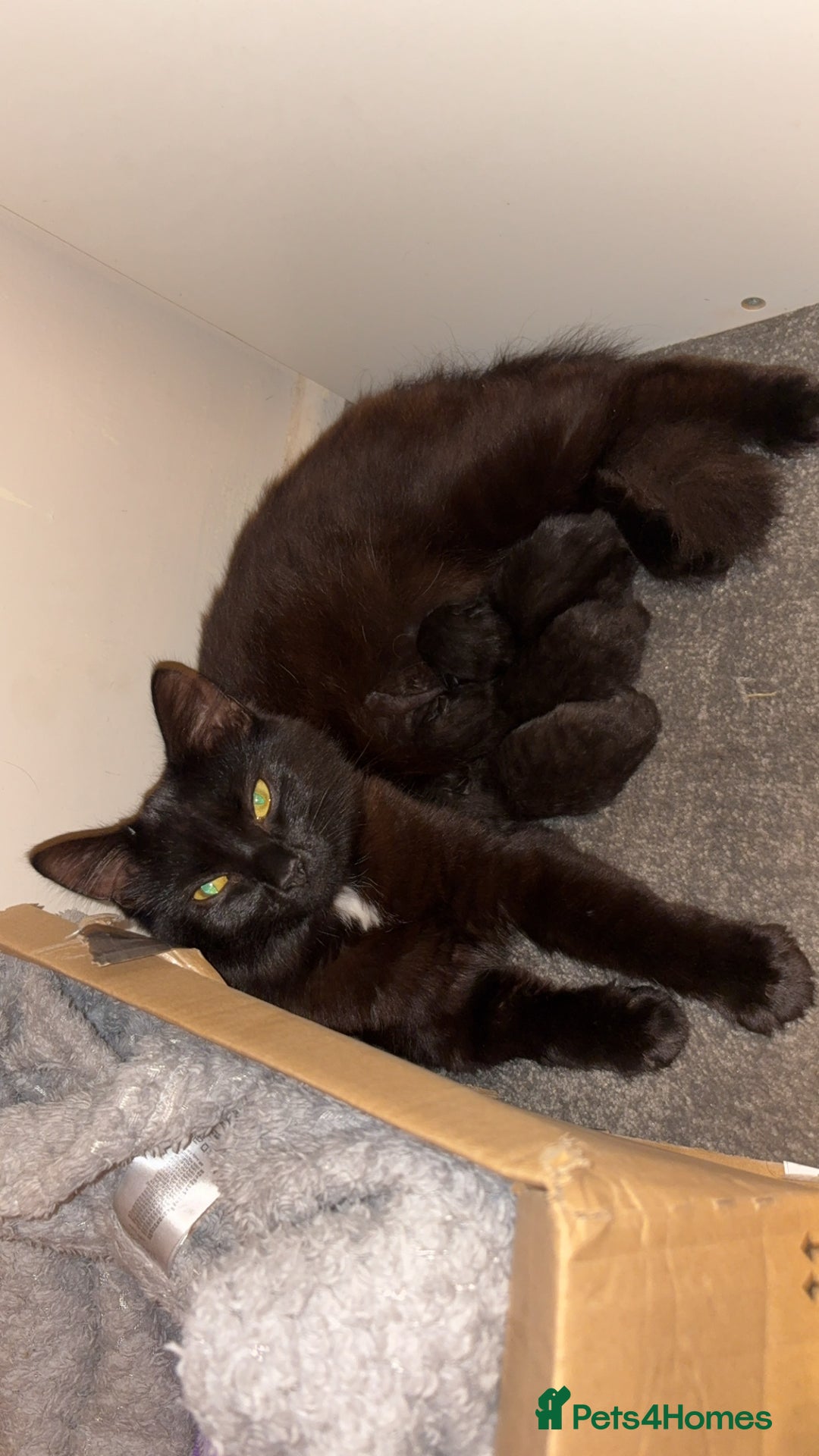 Domestic Shorthair cats for sale: 2 gorgeous kittens  - Image 5