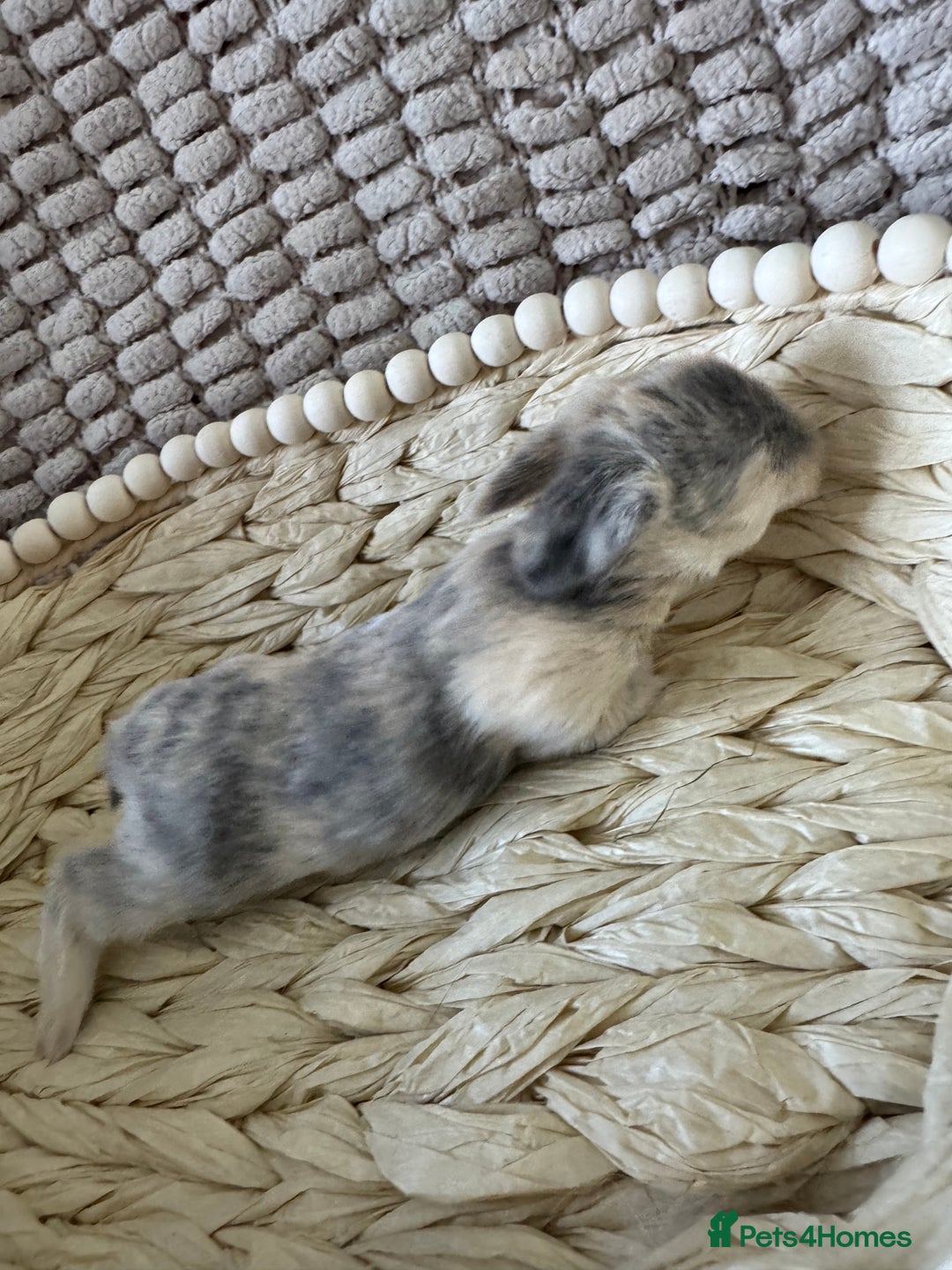 Mini Lop rabbits for sale: ✨ Beautiful Lops ✨  - Advert 12