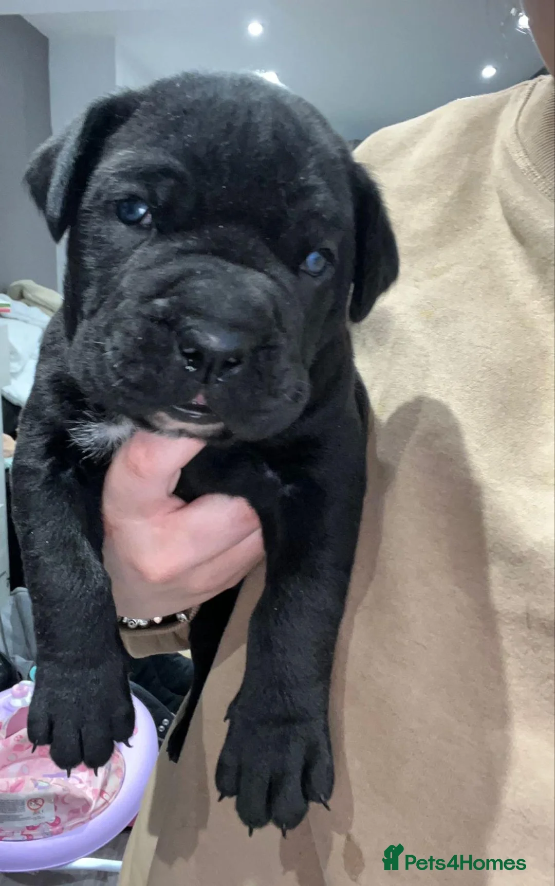 Cane Corso dogs for stud: Presenting MASSIMO MARCELLO for Stud in Stafford - Advert 9