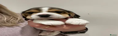 Beagle Puppy 1