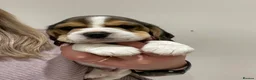 Beagle dogs for sale: Stunning KC beagles leave this weekend! - Advert 22