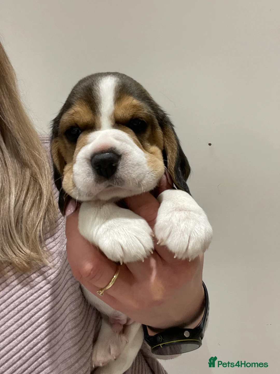 Beagle dogs for sale: Stunning KC beagles leave this weekend! - Advert 22