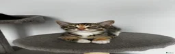 Mixed Breed cats for sale: 5 beautiful kittens ready for their forever home - Advert 4