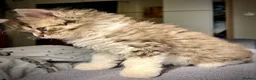 Selkirk Rex cats for sale: Beautiful Selkirk rex kitten  - Advert 15