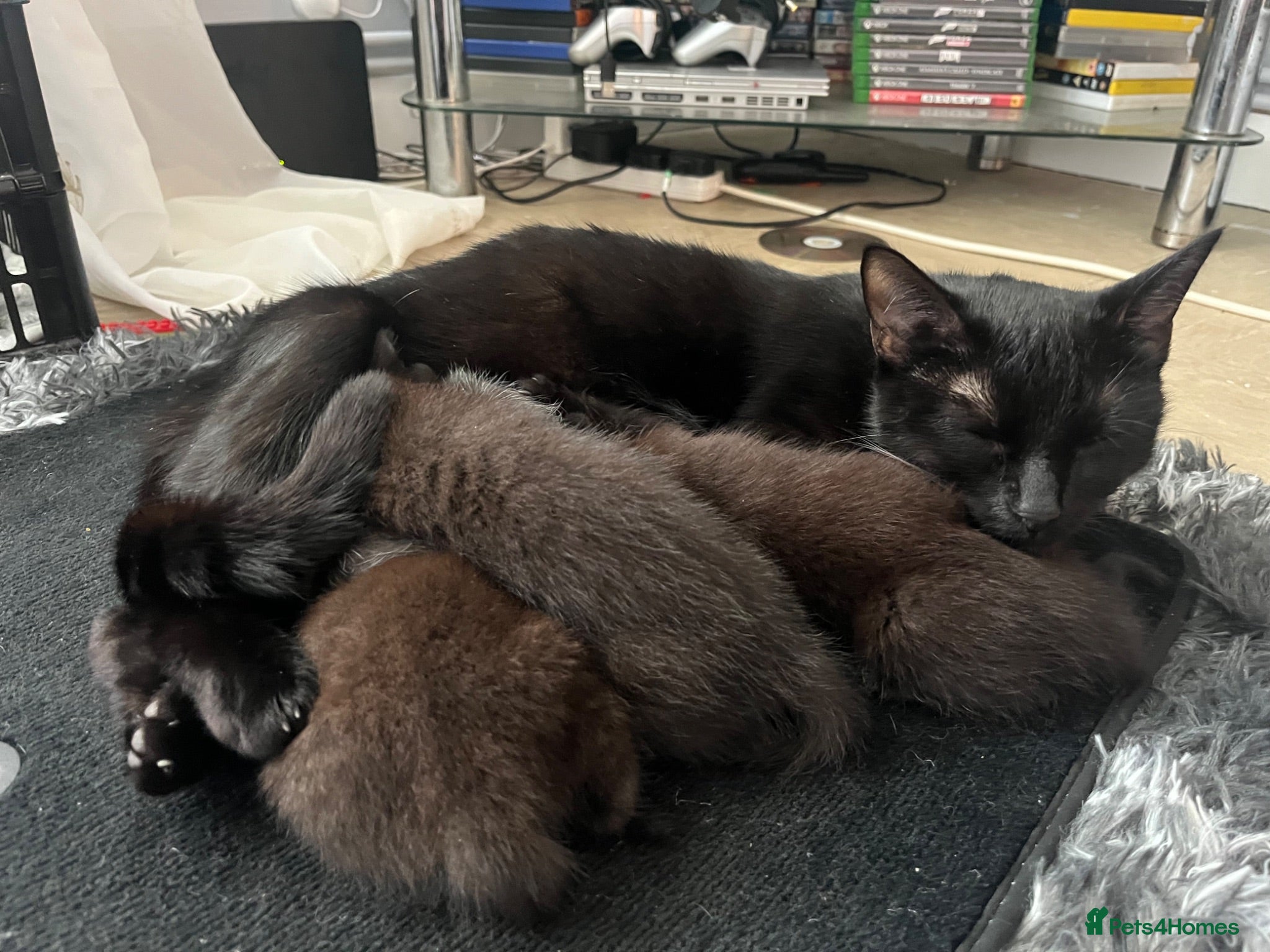 Mixed Breed cats Beautiful kittens ready for their furever homes - Advert 1