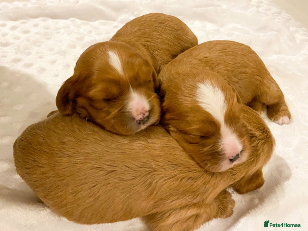 Cavapoo dogs for sale: Extensively health tested Cavapoo pups - Advert 8