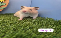 Hamster rodents for sale: Syrian Hamster Babies Baby Boy Girl Male Female    - Image 3
