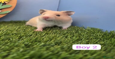Hamster rodents - Advert 5