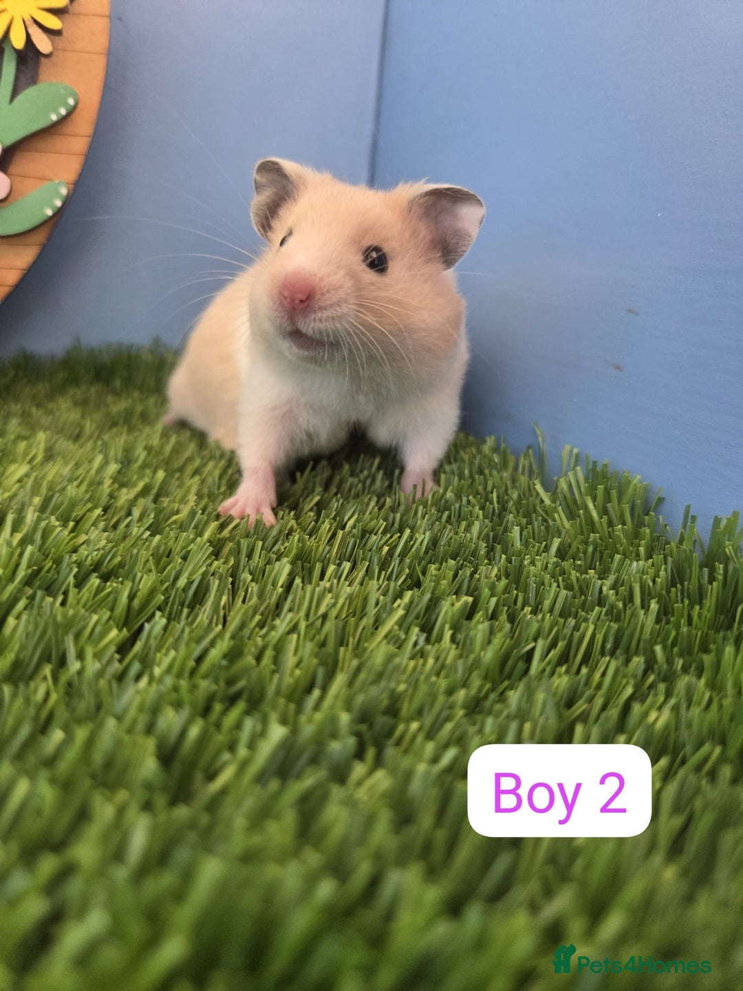 Hamster rodents for sale: Syrian Hamster Babies Baby Boy Girl Male Female    - Image 3