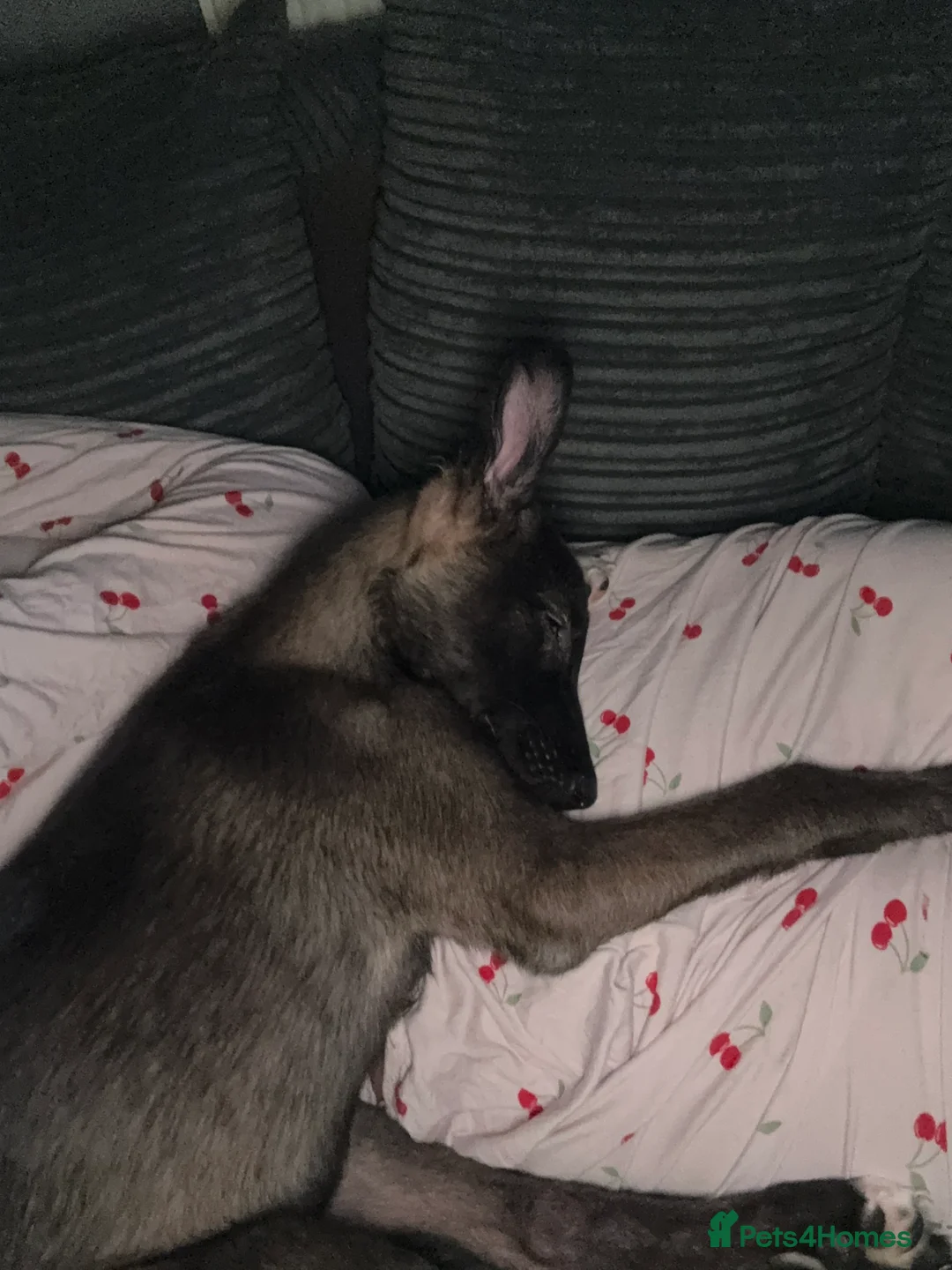 Mixed Breed dogs for sale: Bella Akita X Lurcher  - Advert 2