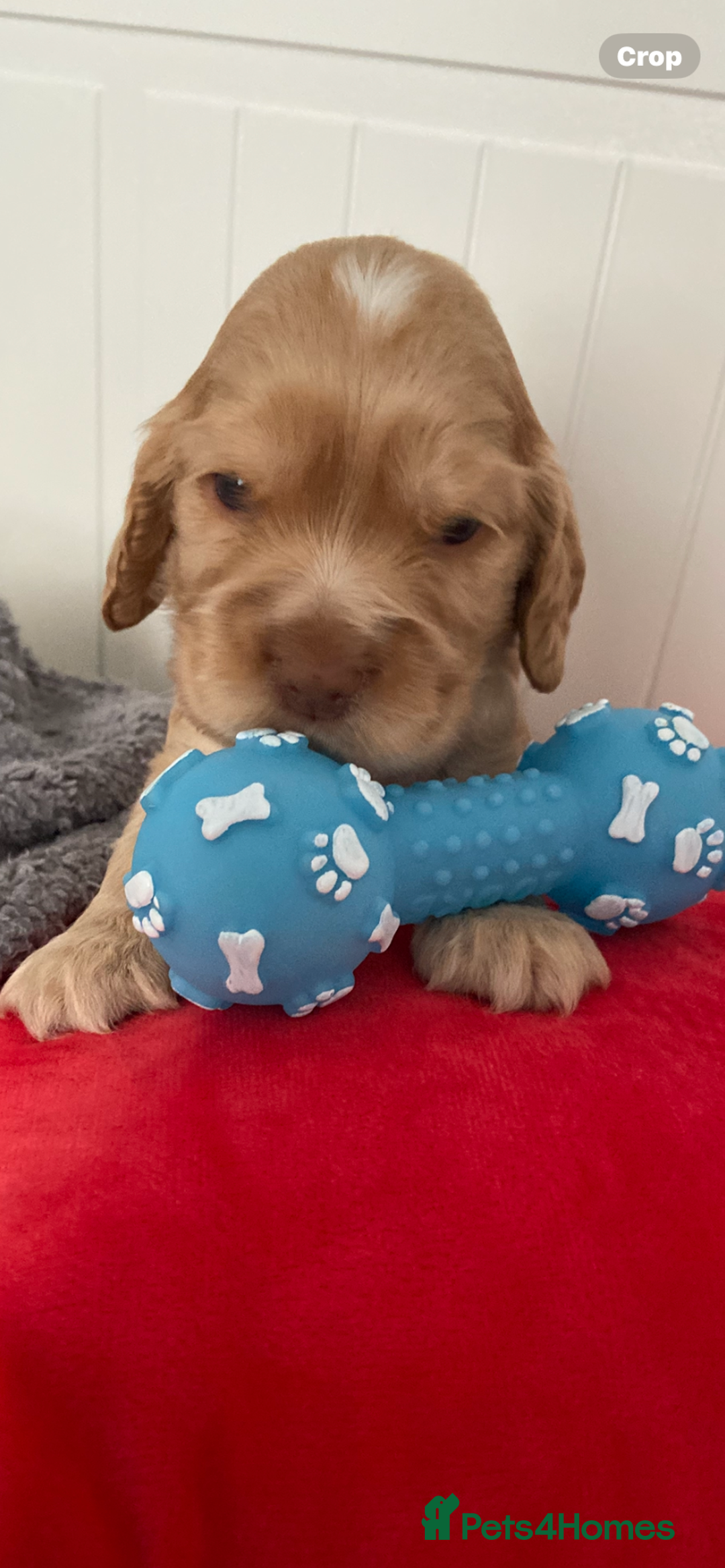 Cocker Spaniel dogs for sale: Show cocker spaniel puppies viewings this weekend! - Image 6
