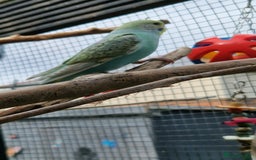 Budgerigars birds for sale: 6 baby budgies for sale from £30 to £40 - Image 9